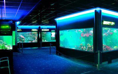 Comienza la singladura del Aquarium como sala externa del Museo del Mar de Santa Pola