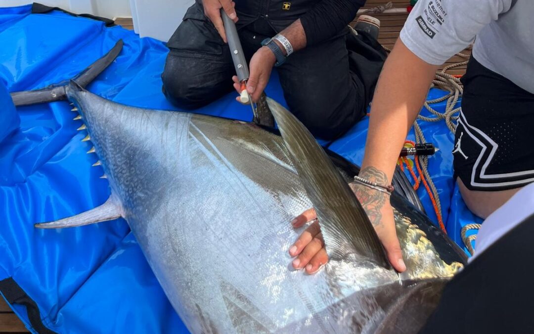 Nou èxit de la Scientific Angler Tagging Tour Santa Pola amb deu tonyines marcades per al seu seguiment científic