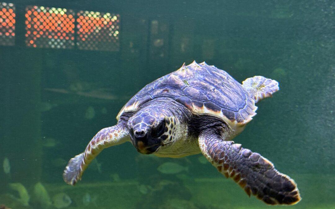 La Fundación Oceanogràfic y el Museo del Mar de Santa Pola colaboran para reforzar la protección del Mediterráneo