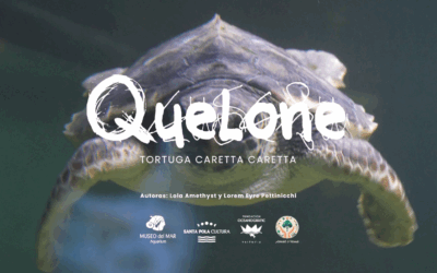 Dos artistas crean una canción para Quelone, la tortuga del Aquarium