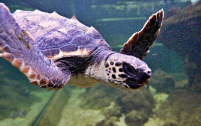 Els xiquets de Santa Pola bategen com “Quelone” a la tortuga que va arribar a l’Aquarium des de la Fundació Oceanogràfic