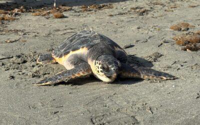 El Aquarium del Museo del Mar Santa Pola y la Fundación Oceanogràfic sueltan al mar a la tortuga Quelone