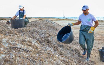 L’Ajuntament de Santa Pola aprova un acord amb Mediterranean Algae per a la gestió responsable d’arribatges de Posidònia a les seues platges