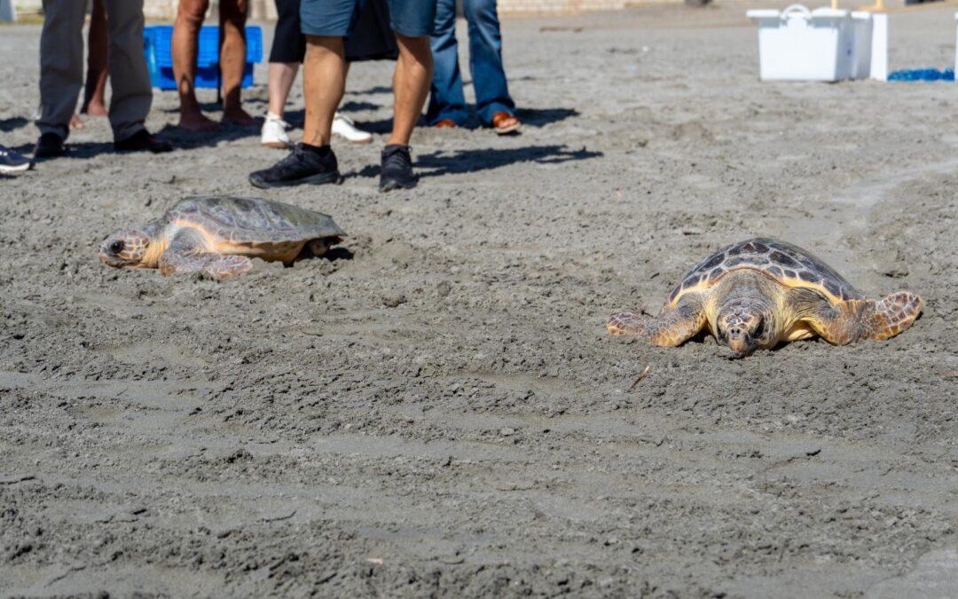 La Cofradía de Pescadores de Santa Pola devuelve al mar dos tortugas marinas recuperadas